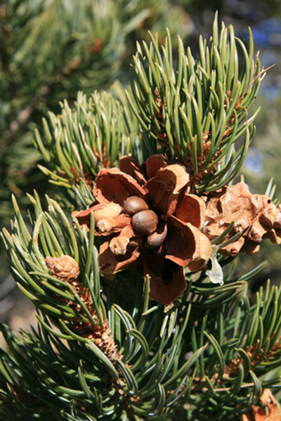 Picture shows Pinyon nuts