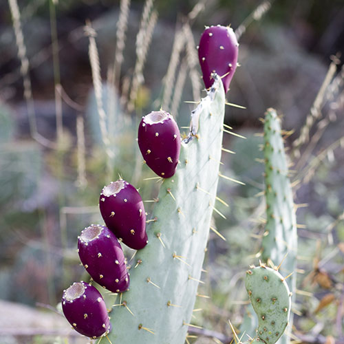 Picture shows cactus fruits