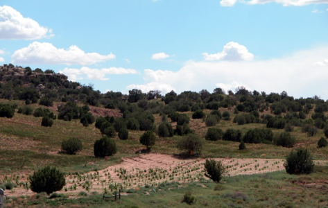 picture shows Ak chin corn field plants in sand dunes.