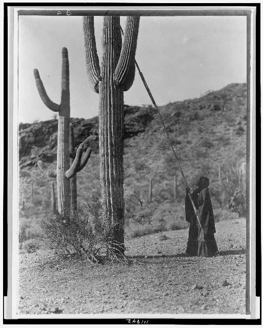 Picture shows a tohono oodham women using a long pole to harvest saguaro fruit, ca 1997