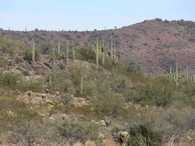 Pictures shows the Sonoran Desert North of Phoenix