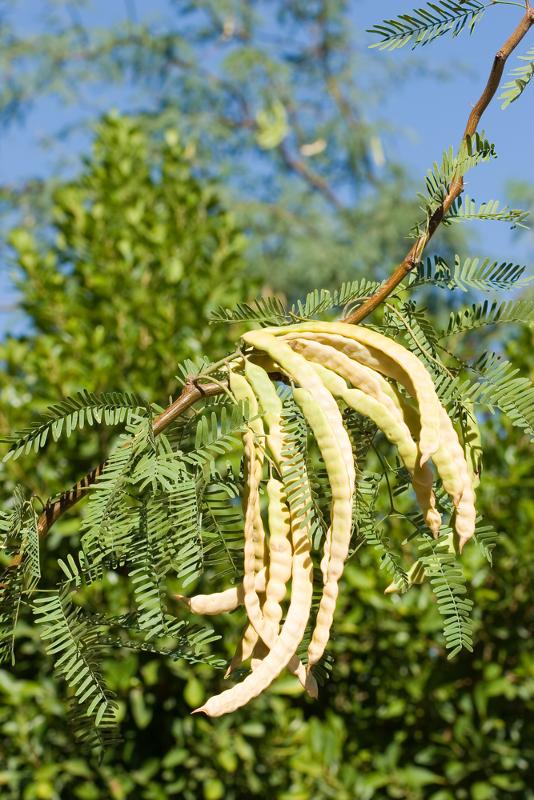 picture shows Mesquite beans could be eaten fresh or dried and ground into flour for later consumption