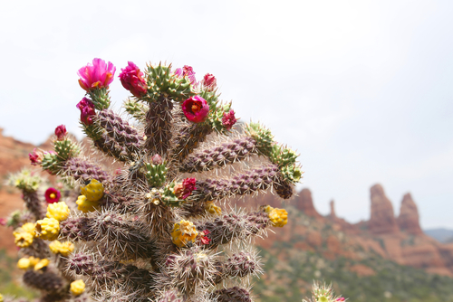 Picture shows cholla fruits on a cactus tree