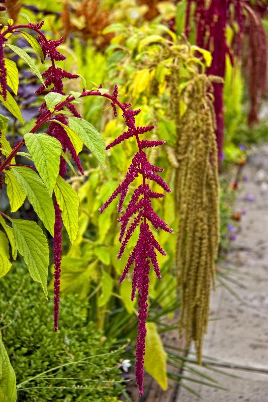 Picture of an amaranth plant