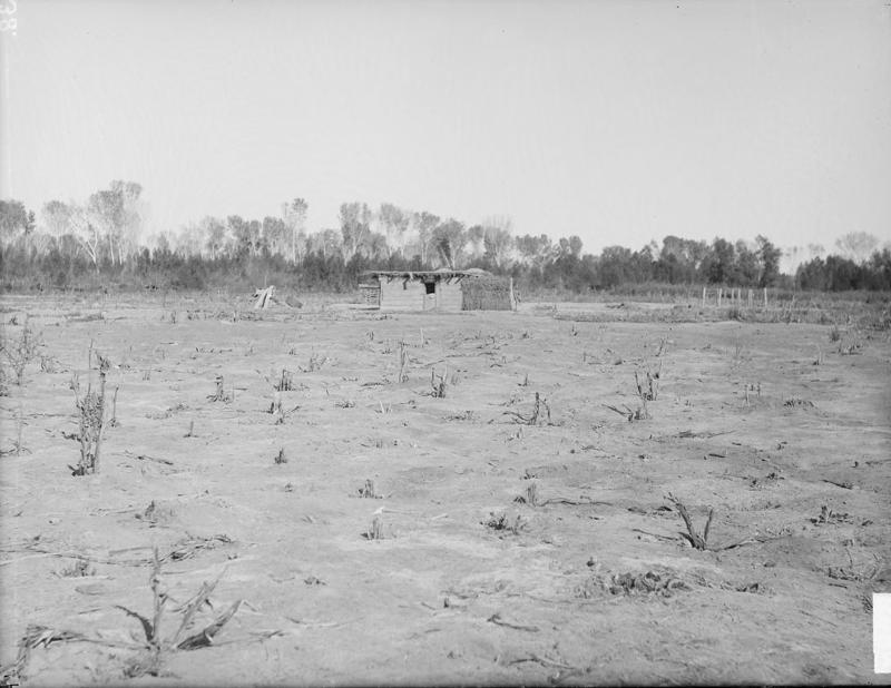 Picture shows Yuman cornfield after harvesting, ca. 1900 A.D