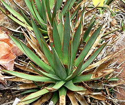 Picture shows Agave Plant