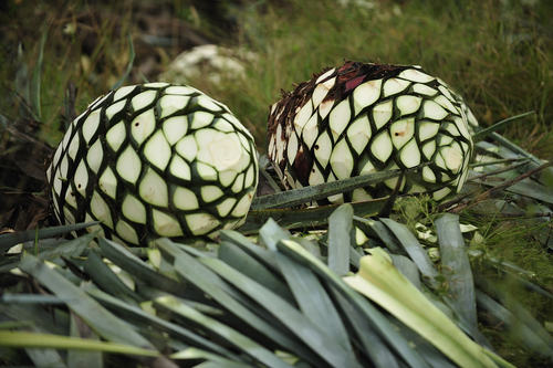 Picture shows Agave hearts, prepared for baking