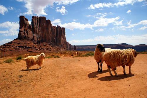 Picture shows Sheep on the Navajo reservation