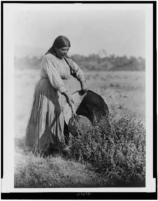 Woman using a seedbeater to collect grass seeds in a conical basket