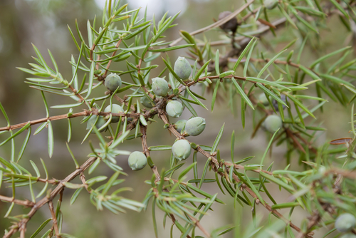 Picture shows Juniper berries, though not favored, would be eaten in times of famine