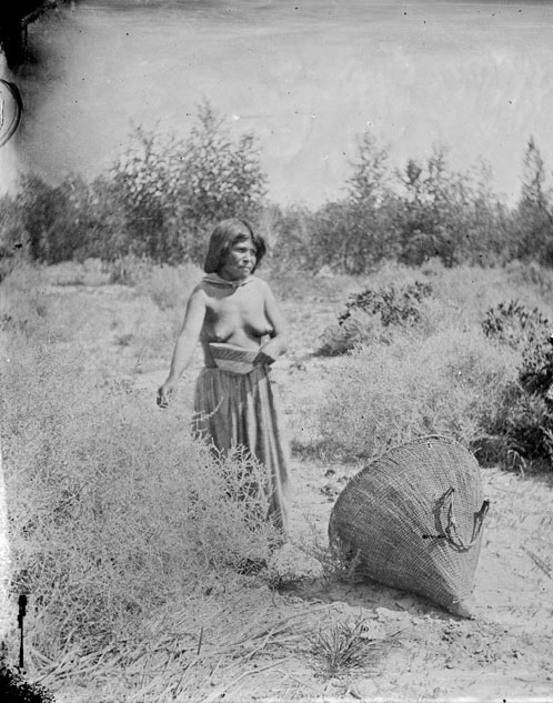 Woman gathering seeds in large basket, 1873