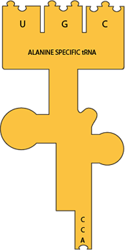 alanine-specific tRNA