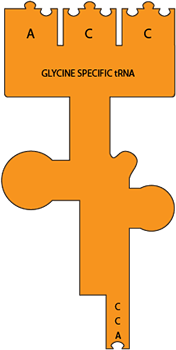 glycine-specific tRNA
