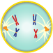 The two chromosomes in each bivalent separate and migrate toward opposite poles.