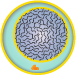 The cell increases in mass in preparation for cell division.