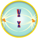 The pairs of chromosomes (bivalents) become arranged on the metaphase plate and are attached to the now fully formed meiotic spindle.