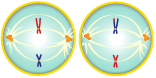 The chromosomes become arranged on the metaphase plate, much as the chromosomes do in mitosis, and are attached to the now fully formed spindle.