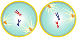 The nuclear envelope breaks down and the spindle apparatus forms.