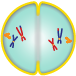 The homologous chromosome pairs reach the poles of the cell, nuclear envelopes form around them, and cytokinesis follows to produce two cells.