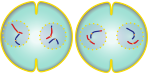 The chromosomes become arranged on the metaphase plate, much as the chromosomes do in mitosis, and are attached to the now fully formed spindle.