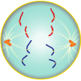 The chromatids are separated and move to opposites ends of the cell