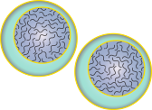 Cell division occurs