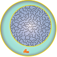 Chromosomes are invisible and diffuse