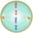 The chromosomes line up at the equator of the cell called the metaphase plate