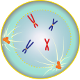 The nuclear membrane disappears and the chromosomes condense