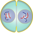 The nuclear membranes form around each cluster of chromosomes.